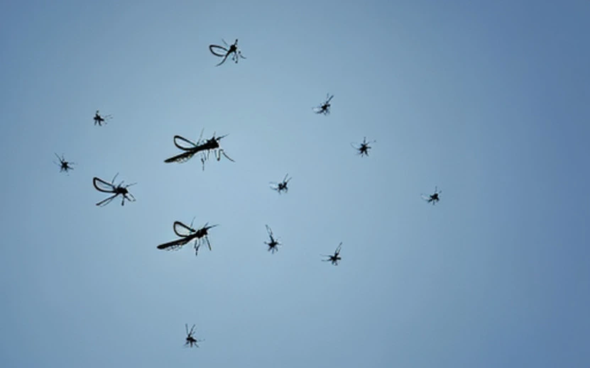 Отдушки для производства средств от комаров