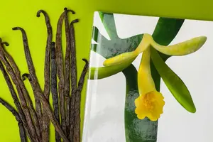 Применение натуральной ванили